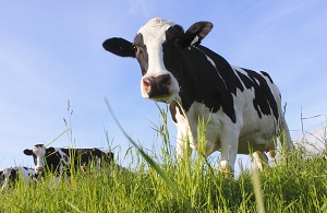 Cow in greed field with blue sky