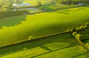 Green fields